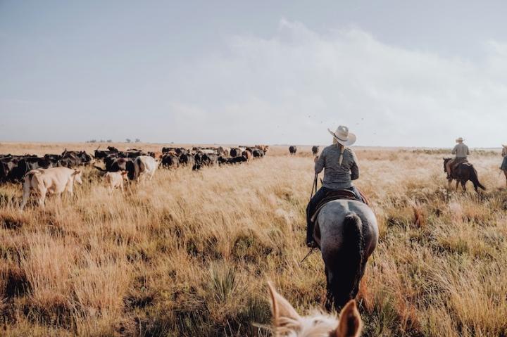Cattle drives on a ranch vacation