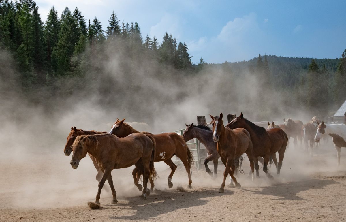 Bar W Guest Ranch, Whitefish, Montana (landscape)